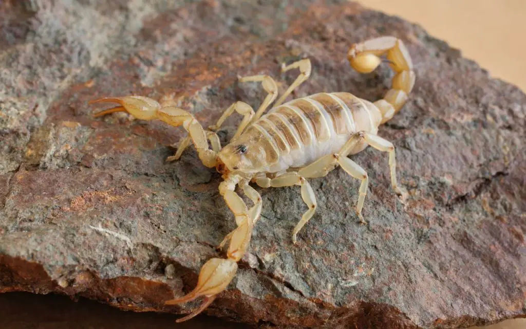 Are all scorpions dangerous?