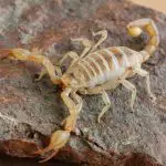 Possibly pregnant desert scorpion