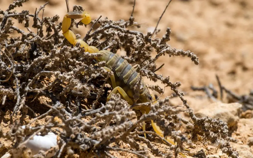 where does the deathstalker scorpion live?