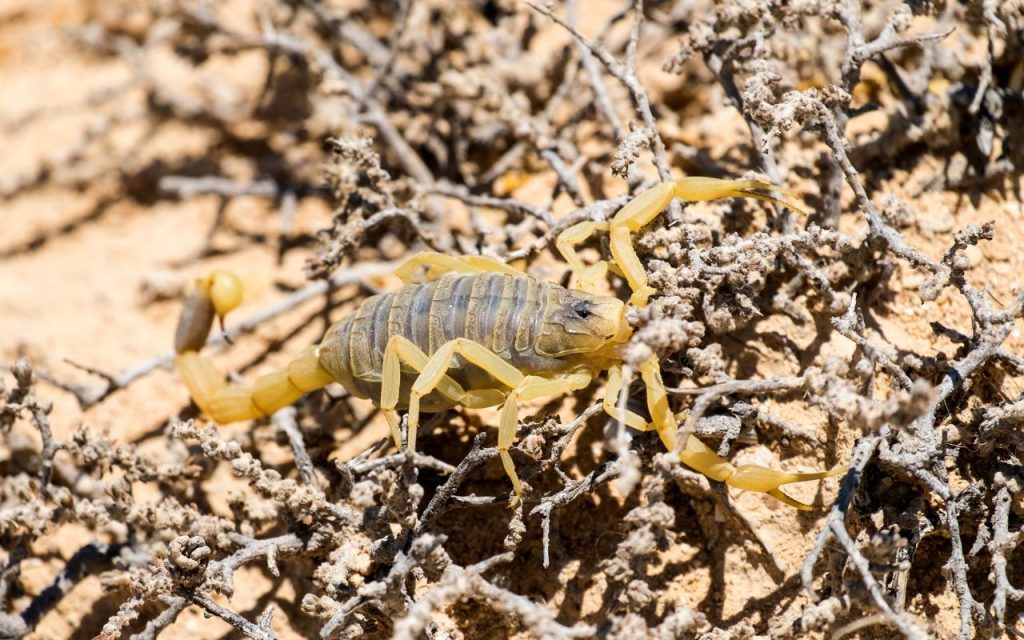 where does the deathstalker scorpion live?
