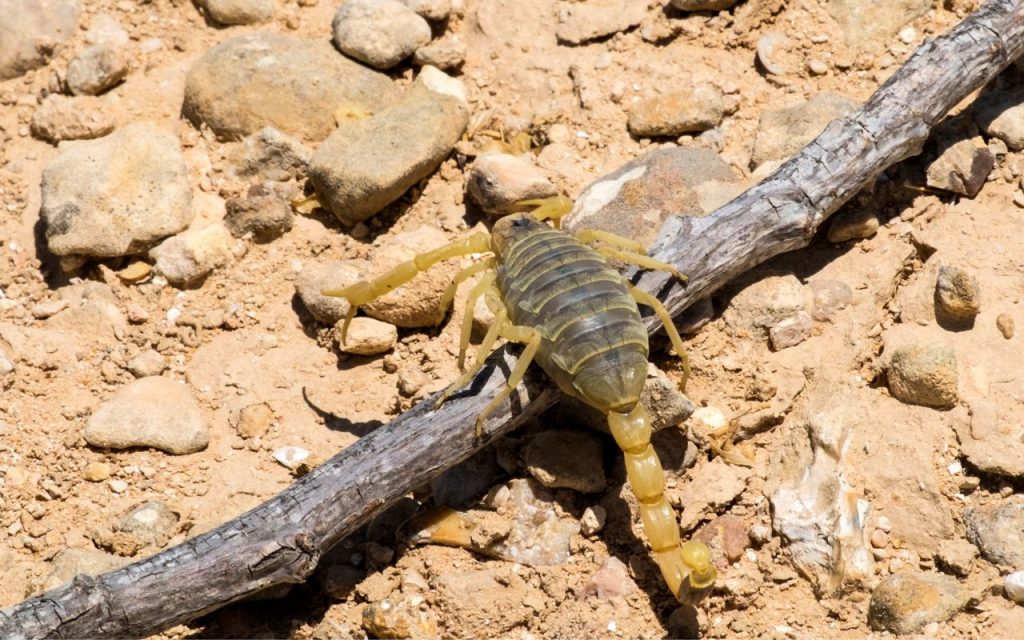 where does the deathstalker scorpion live?