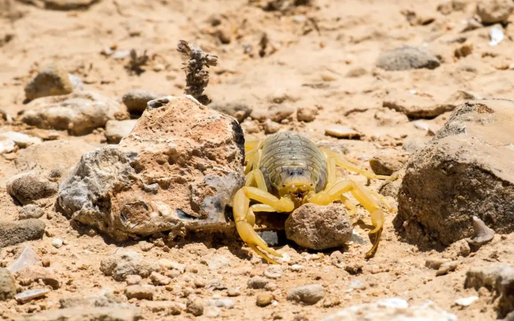 where does the deathstalker scorpion live?