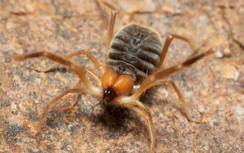 Camel Spider Eats Dog