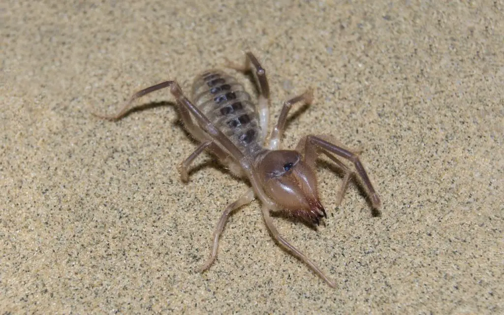 Are Camel Spider bites dangerous?