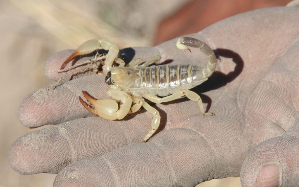 why do scorpions live in the desert?