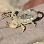Yellow desert scorpion of unknown identification