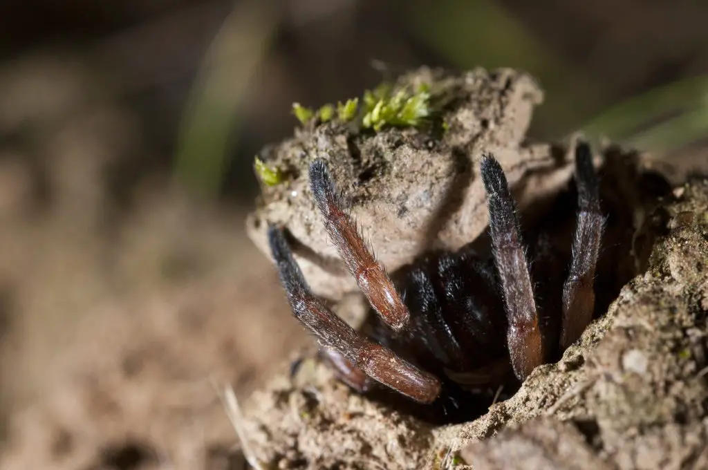 Where do trapdoor spiders live?