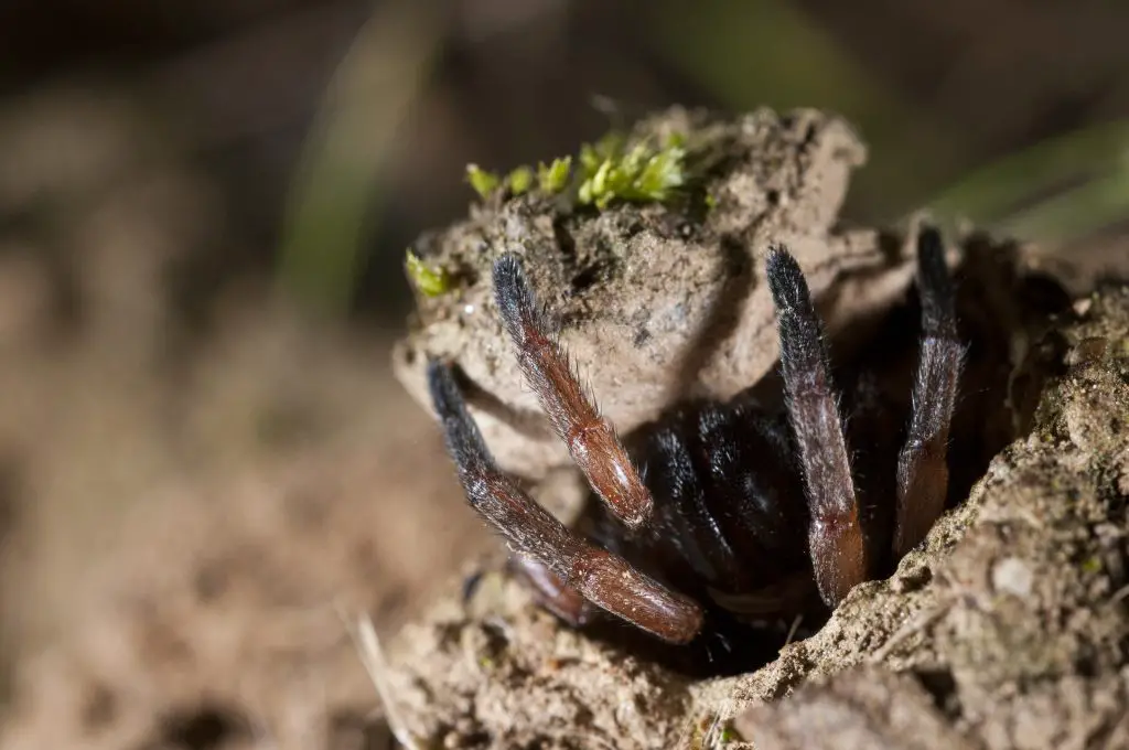 What Do Trapdoor Spiders Eat?