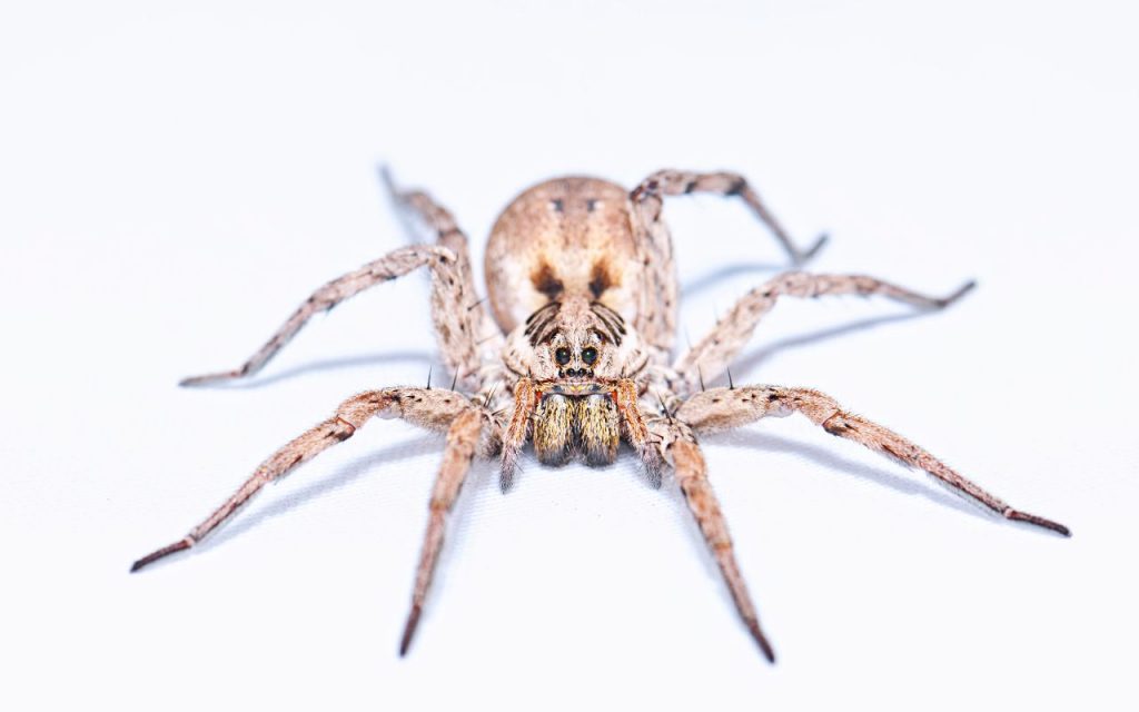 wolf spider bites