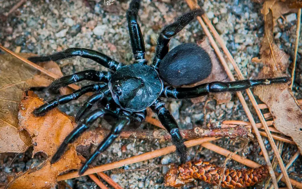 Where do trapdoor spiders live?