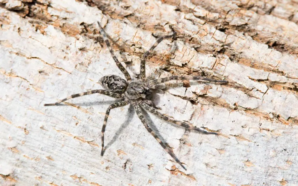 wolf spider bites