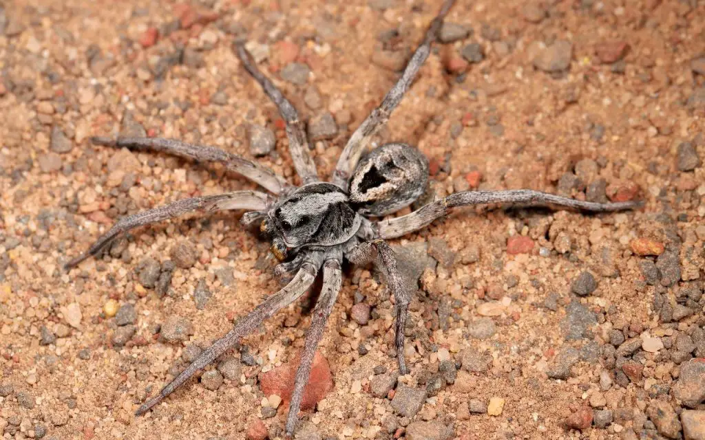 do wolf spiders bite?