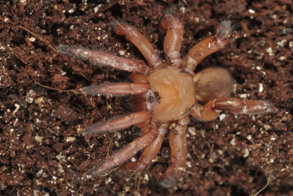 What Do Trapdoor Spiders Eat?