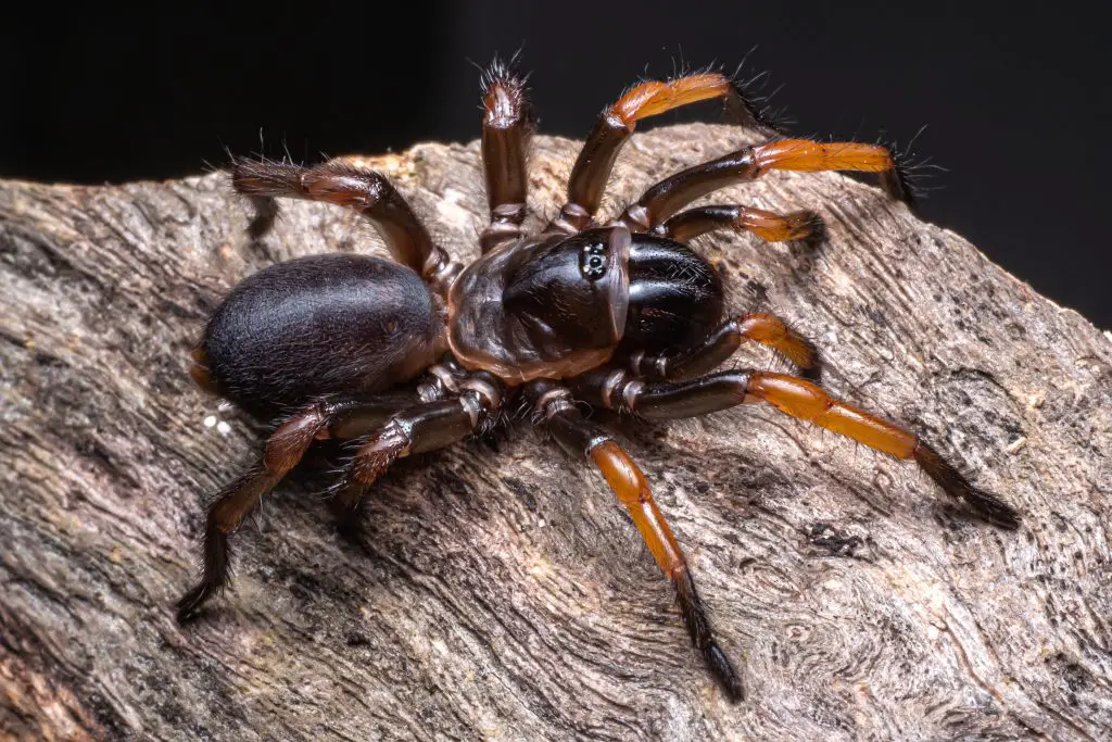 What Do Trapdoor Spiders Eat?