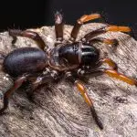 Where Do Trapdoor Spiders Live?