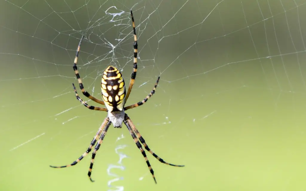 How Do Spiders Make Webs?