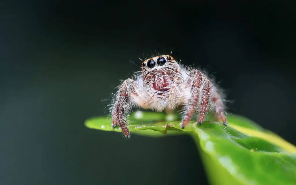 How far can a jumping spider jump?