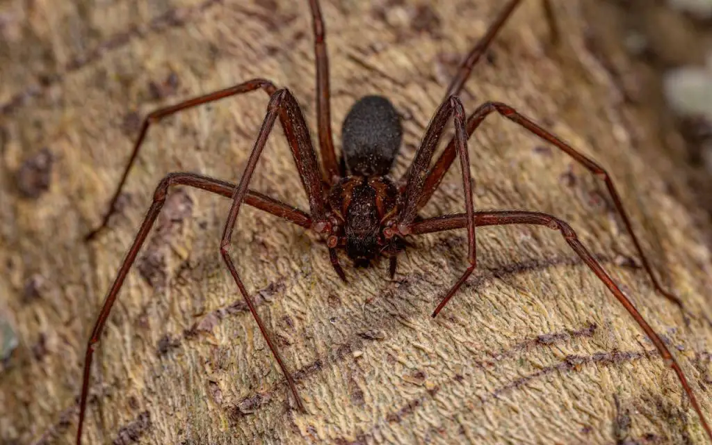 Can Brown Recluse Spiders jump?