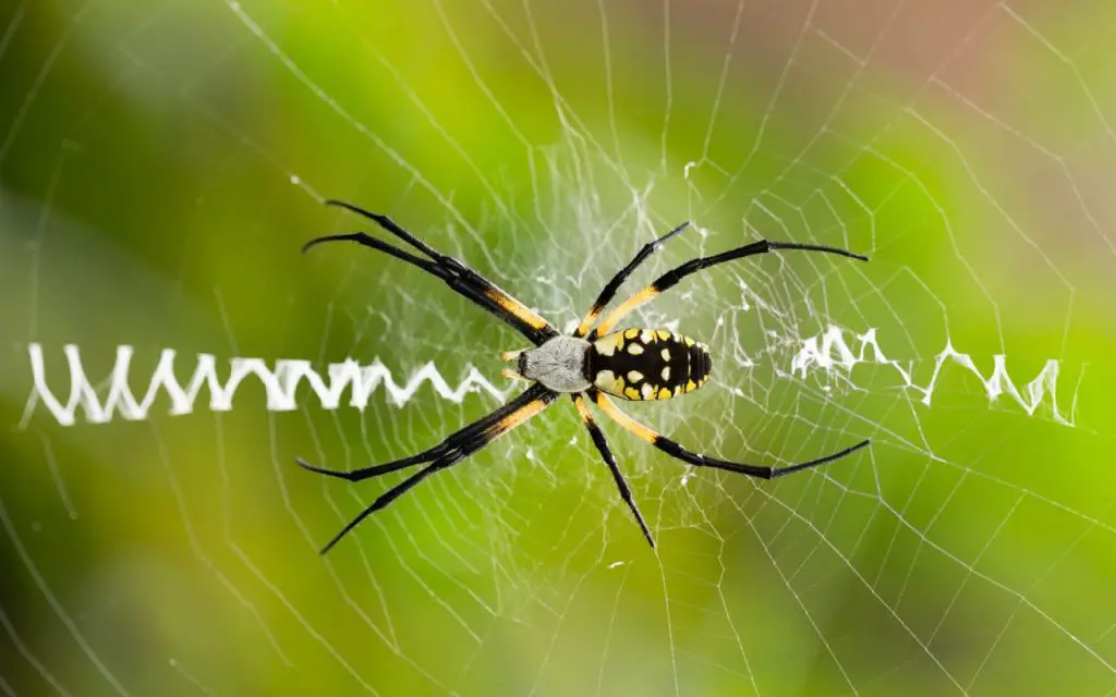 How Do Spiders Make Webs?