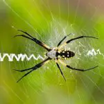 Close up of Argiope spider on web