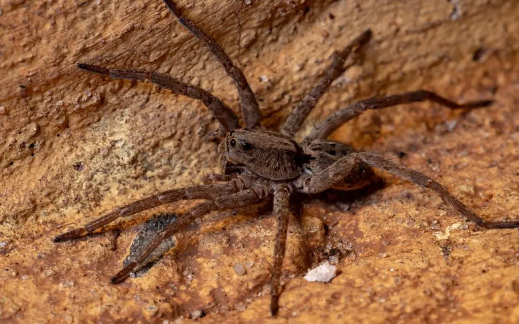 do wolf spiders bite?