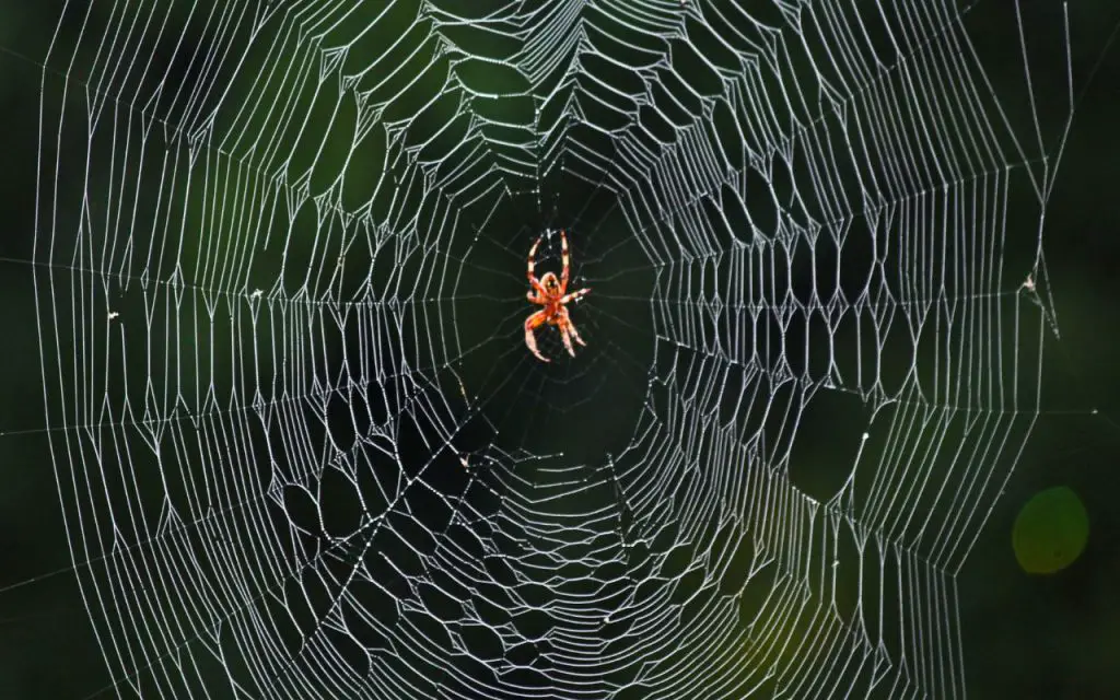 how do spiders make webs?