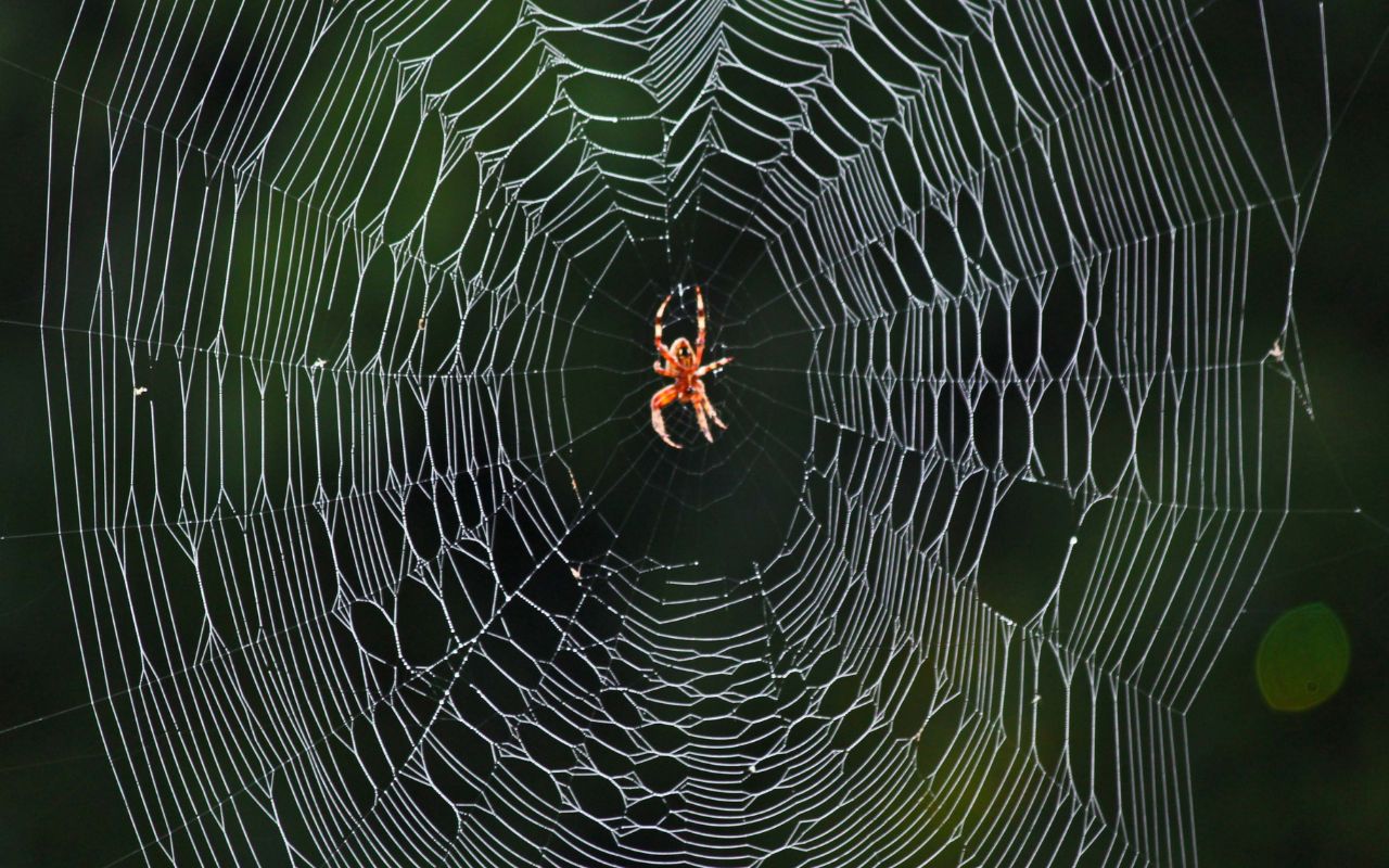 how-do-spiders-make-webs-the-spider-blog