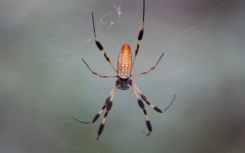 what spiders are in florida?