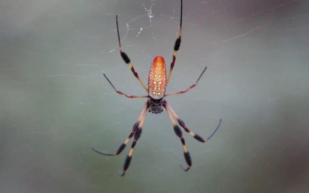 How Do Spiders Make Webs?