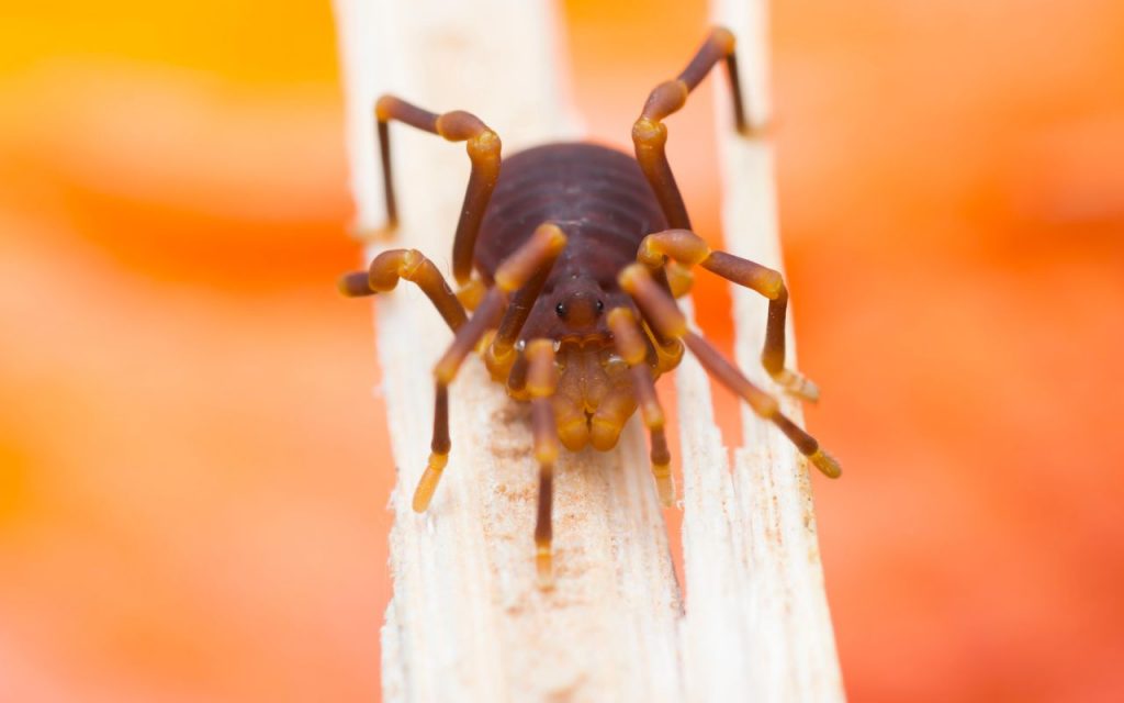 What Do Harvestmen Eat?