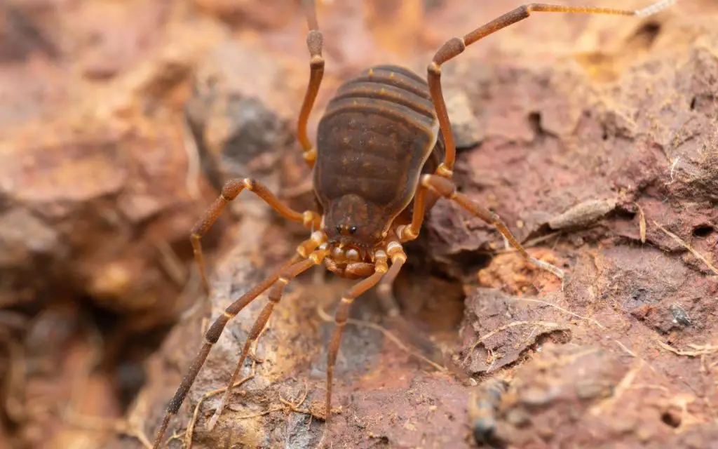 why do harvestmen clump together?