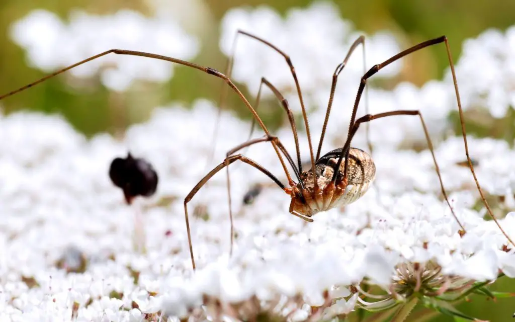 What Do Harvestmen Eat?