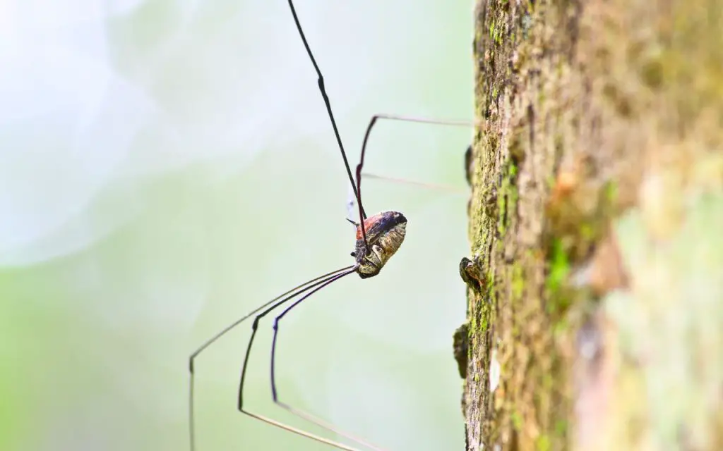 What Do Harvestmen Eat?