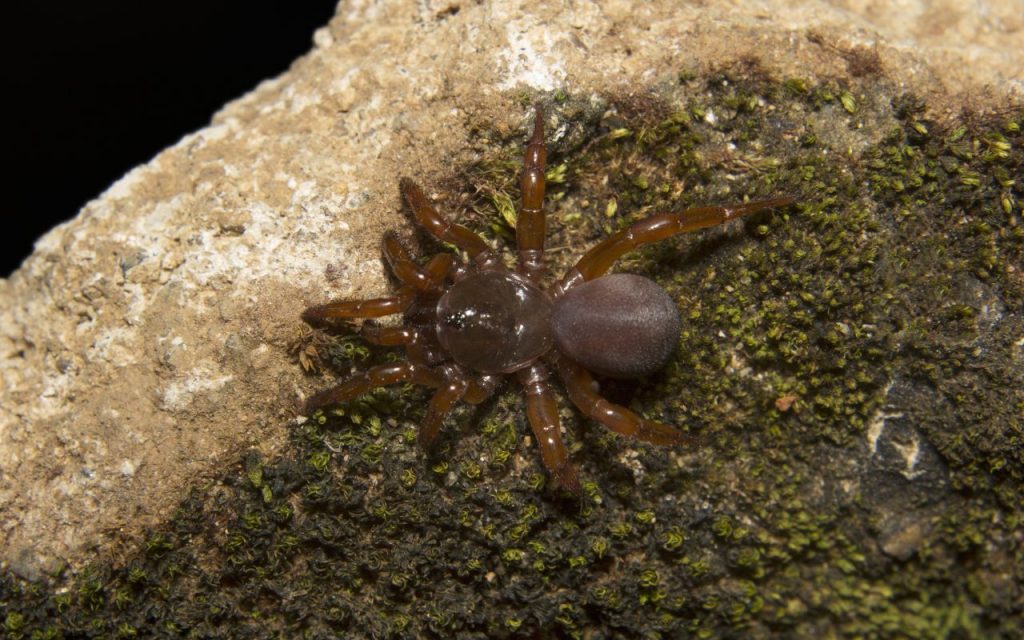 Where do trapdoor spiders live?