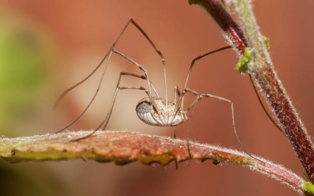 What Do Harvestmen Eat?