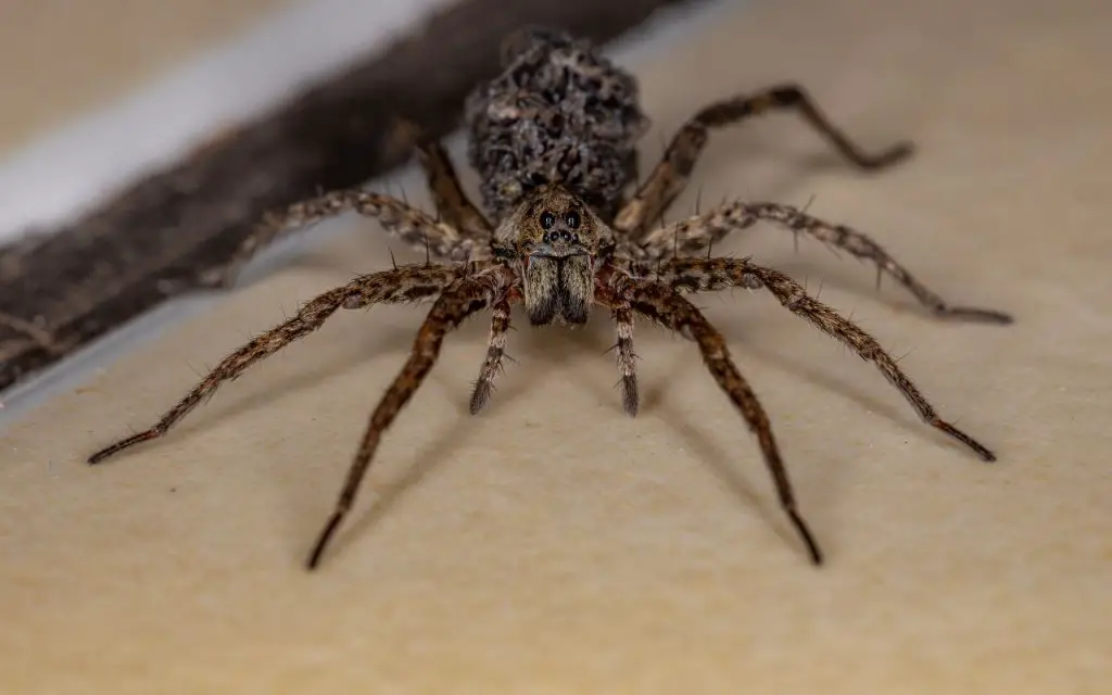 do wolf spiders bite?