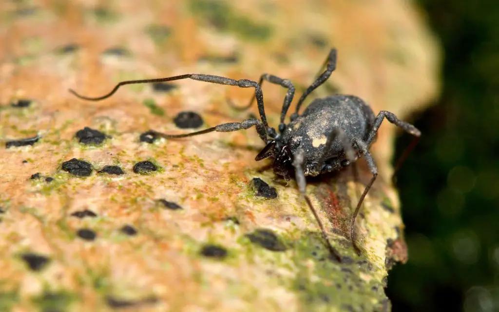 What Do Harvestmen Eat?