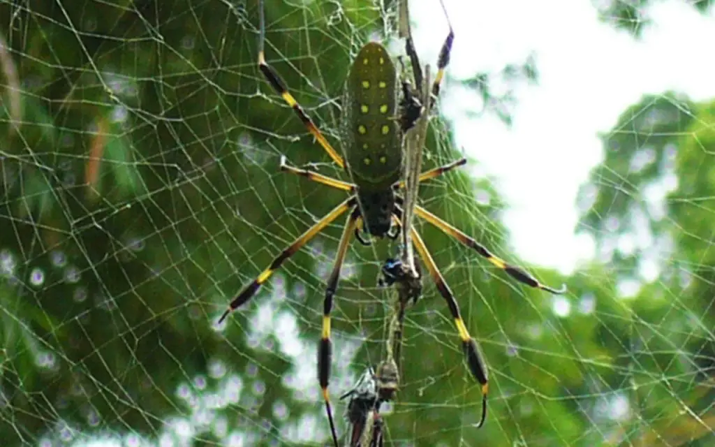 Orb Weaver Spider