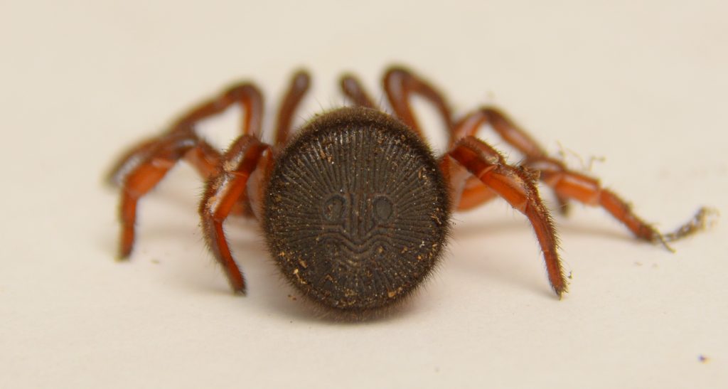 ravine trapdoor spider