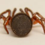 Ravine Trapdoor Spider Species Profile