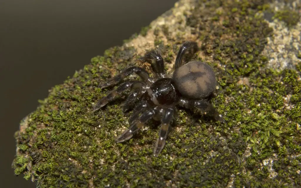 Bark dwelling trapdoor spider