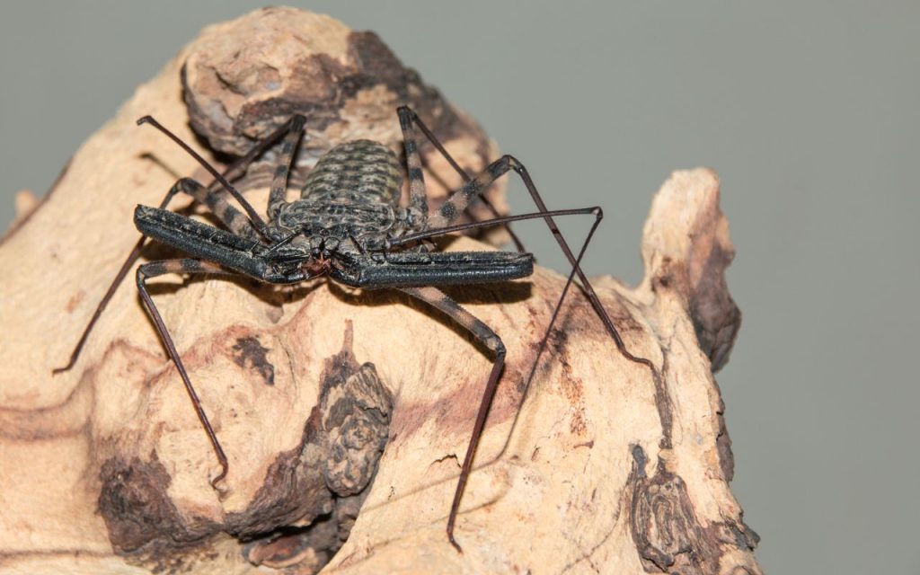 Tail-less whip Scorpion on Mopani wood