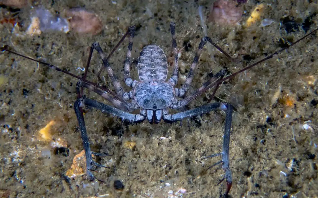 Tailless Whip Scorpion (Amblypygi sp.)