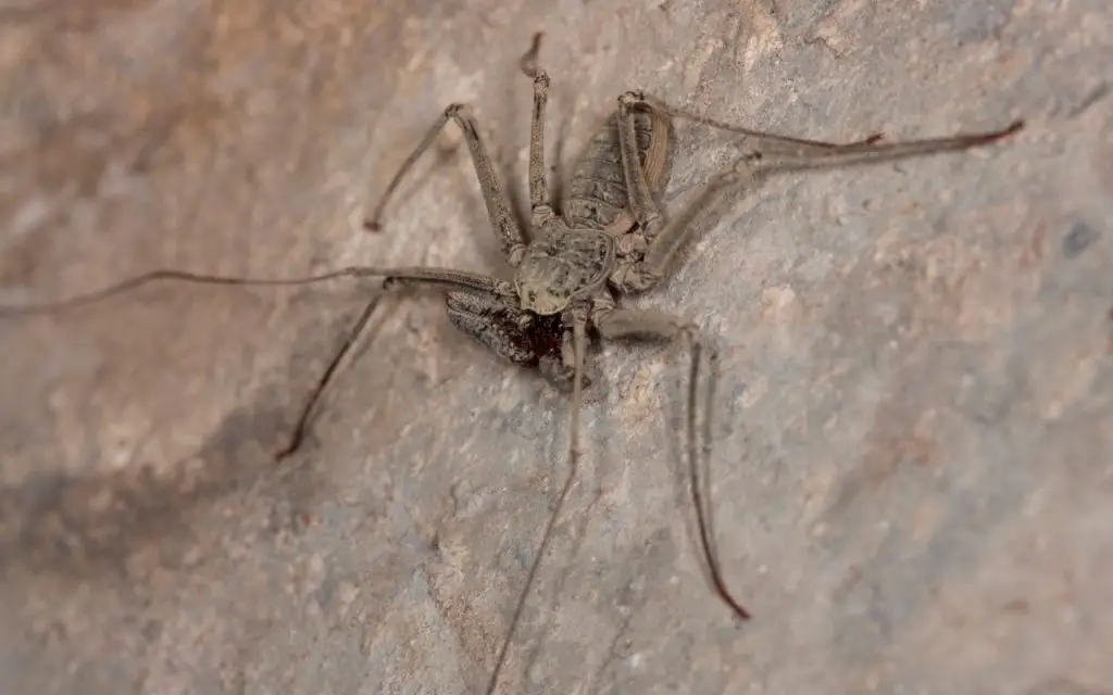 Tailless Whip Scorpion (Macro)