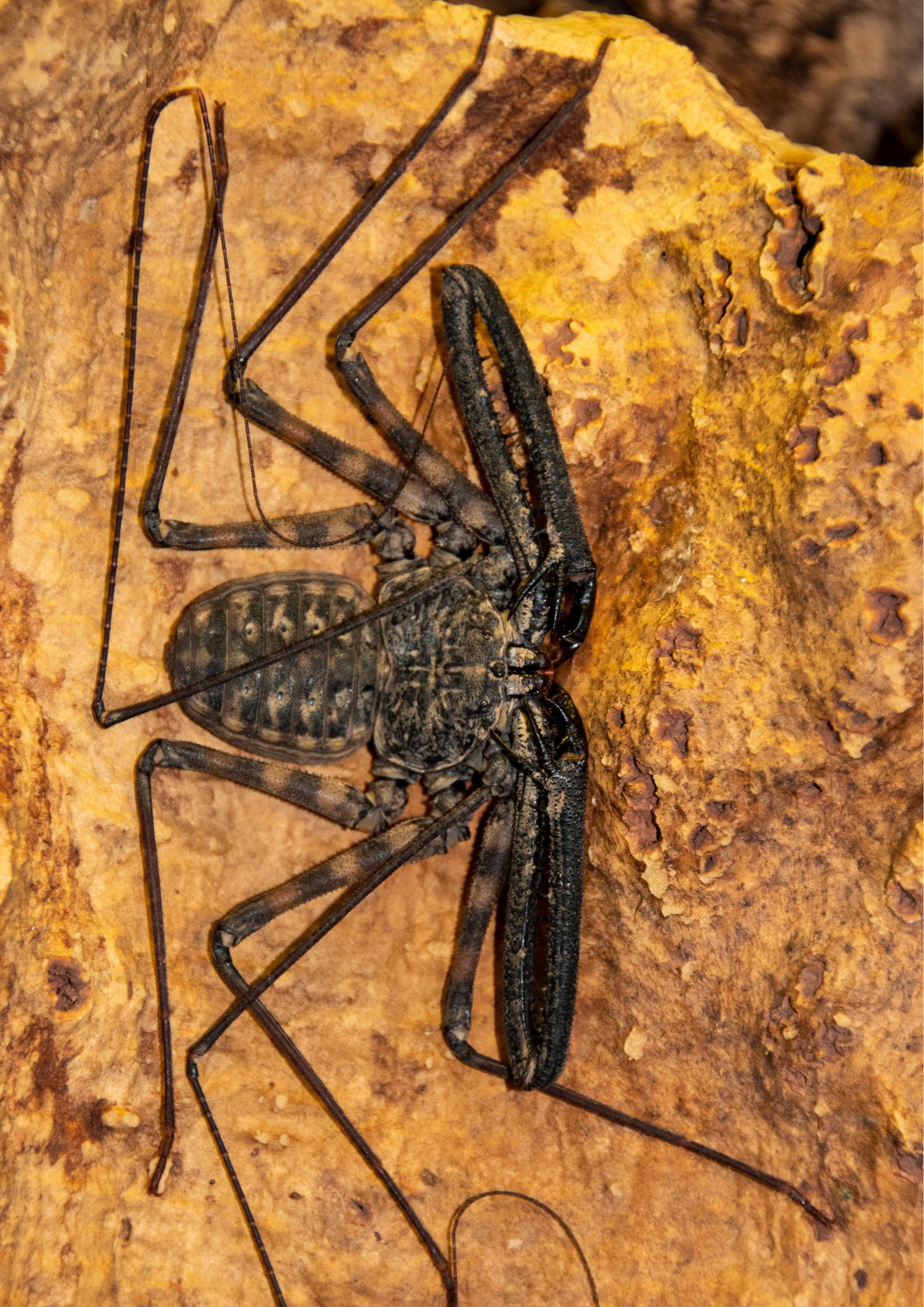 Tailless Whip Scorpion facts