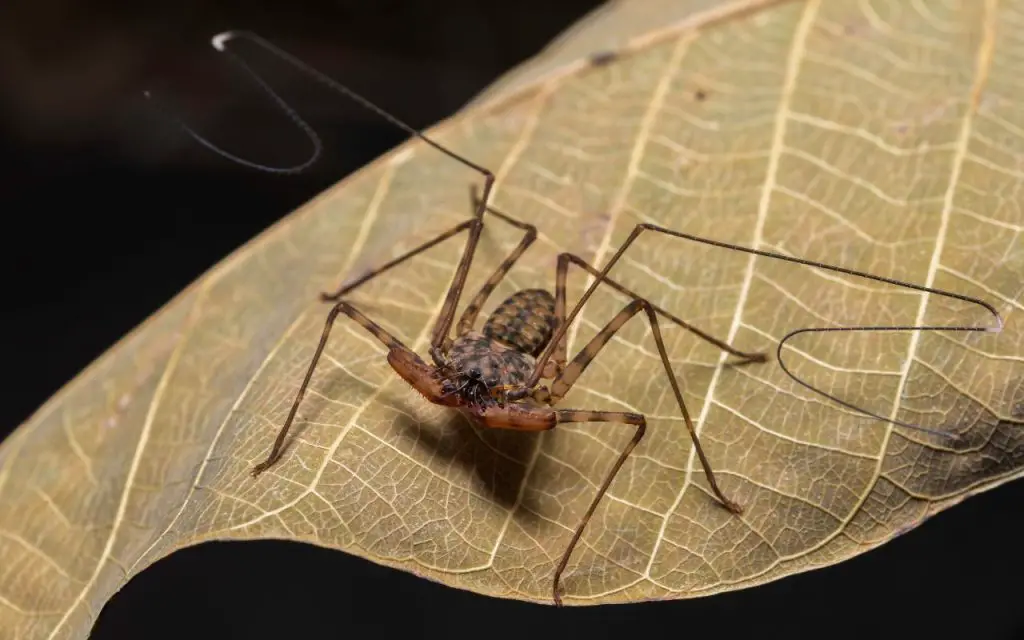 Tailless Whip Scorpions (Amblypygi)