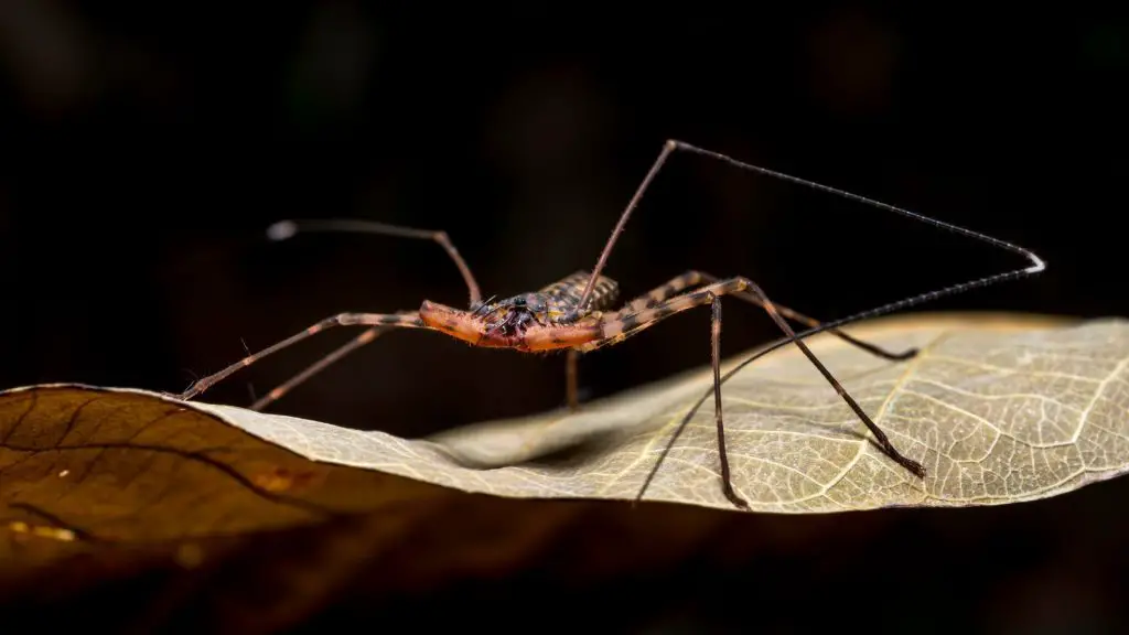 Tailless Whip Scorpion facts