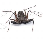 Tailless Whipscorpions isolated on white background
