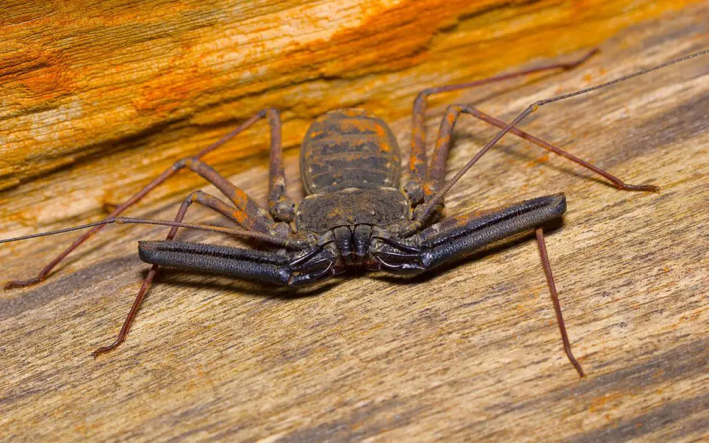 Tailless whip scorpion, Amblypygi. Pondicherry, Tamilnadu, India