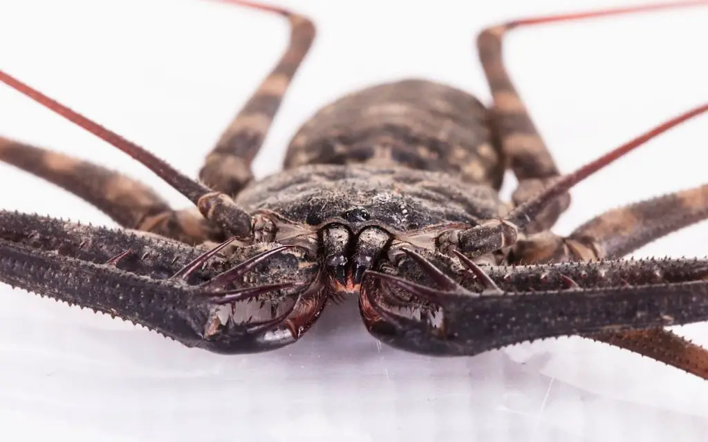 Tailless whip scorpion care